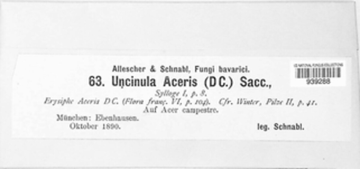 Sawadaea bicornis image